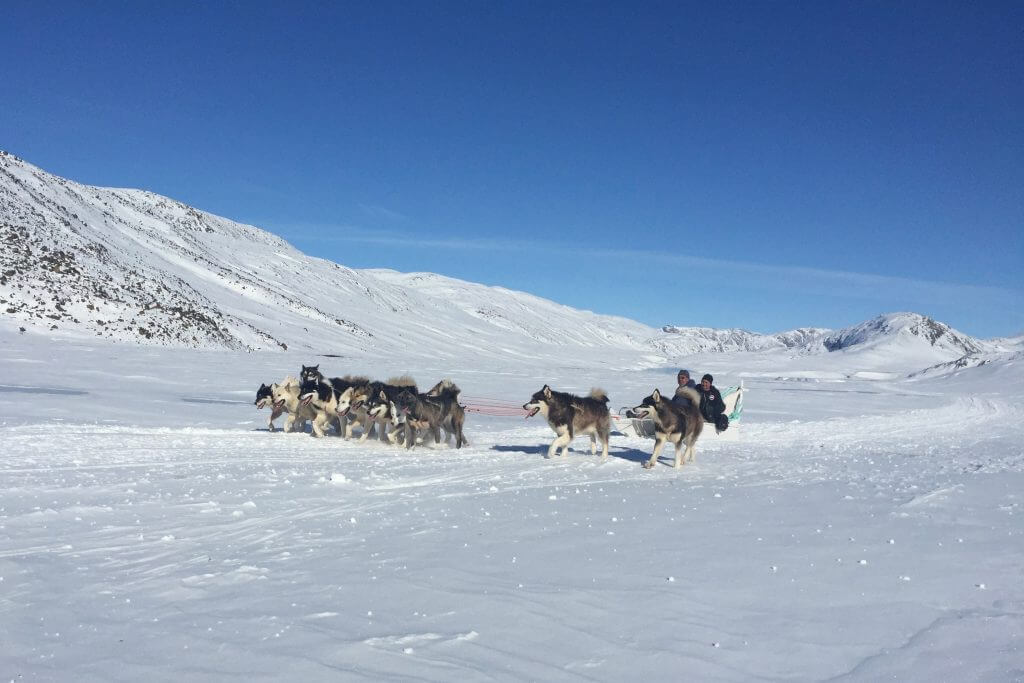Grønland ACT Hundeslæde