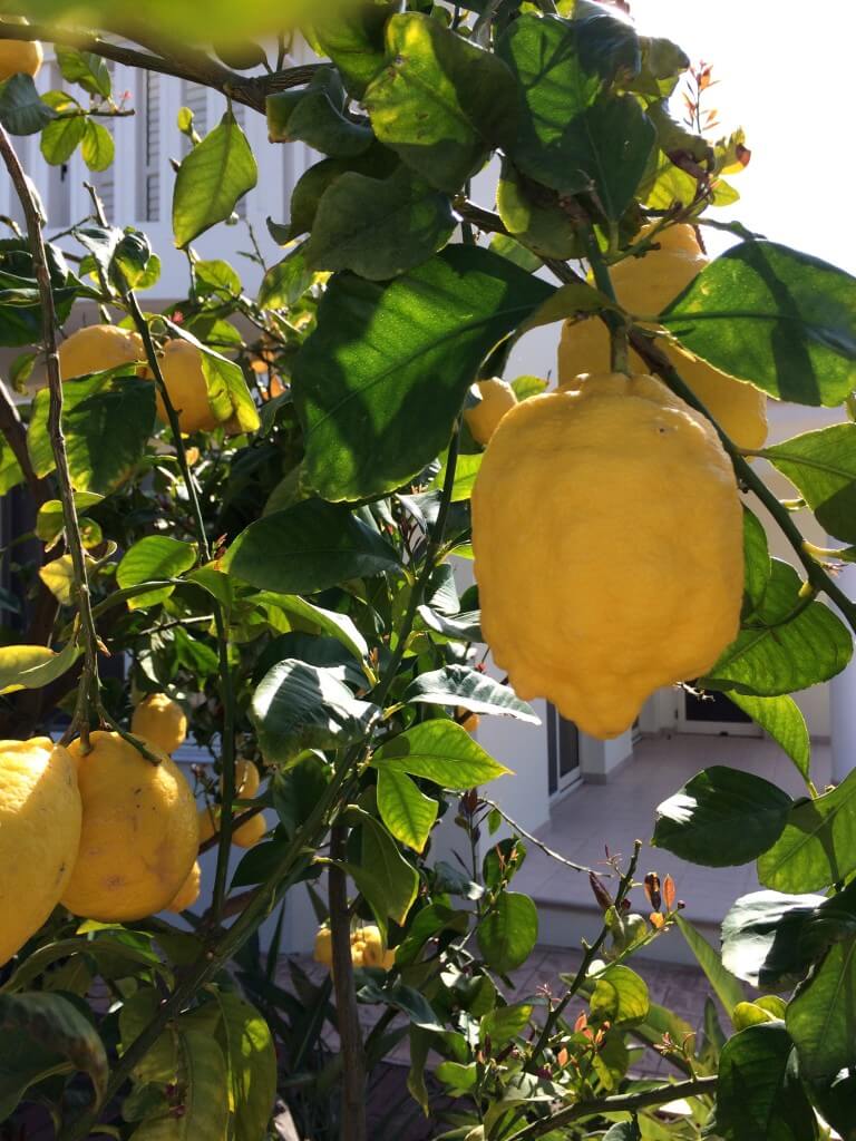 Cypern citroner